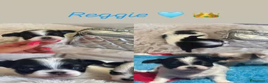 Reggie