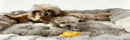 Maltipoo dogs for sale: Maltipoo puppys  - Advert 6