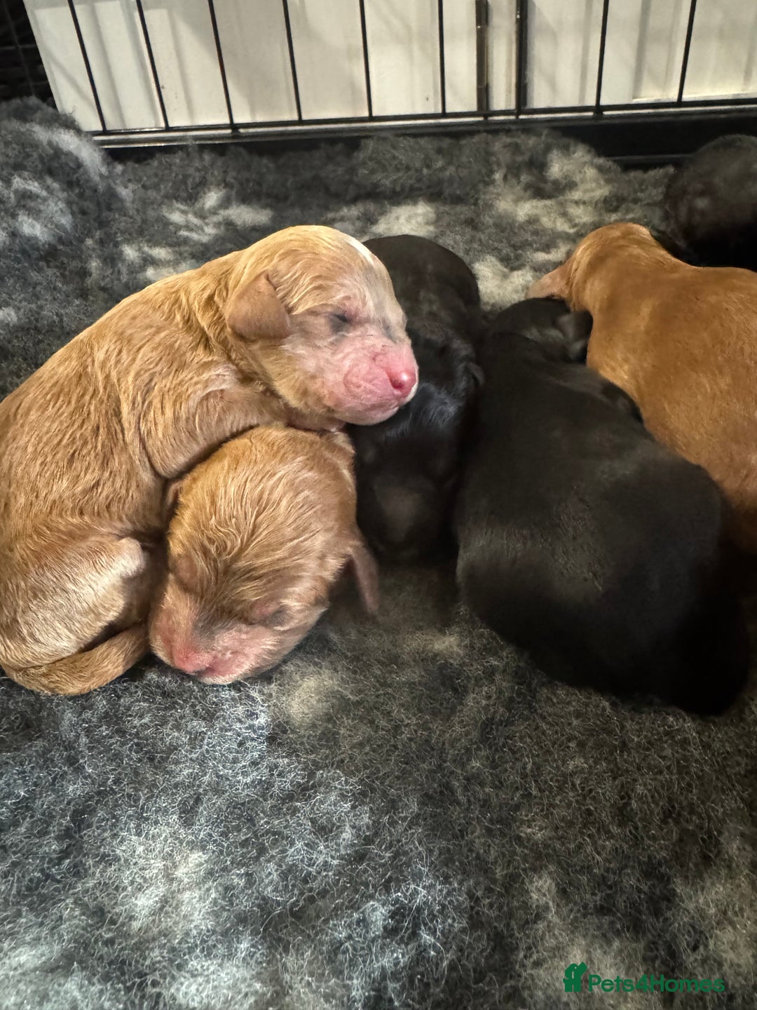 Cockapoo dogs for sale: Show Cockapoo F1b pups 5* Licensed breeder - Advert 7
