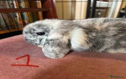 Mini Lop rabbits for sale: A Pair of Stunning Mini Lop Boys - Image 6