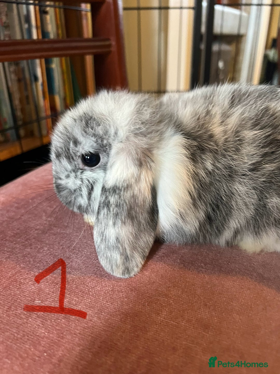 Mini Lop rabbits for sale: A Pair of Stunning Mini Lop Boys - Image 6