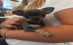 Chihuahua dogs for sale: Tiny cute chihuahua puppies  - Image 5