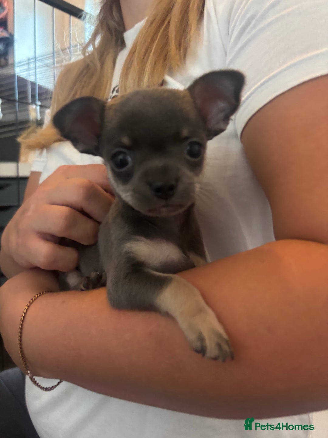 Chihuahua dogs for sale: Tiny cute chihuahua puppies  - Image 5