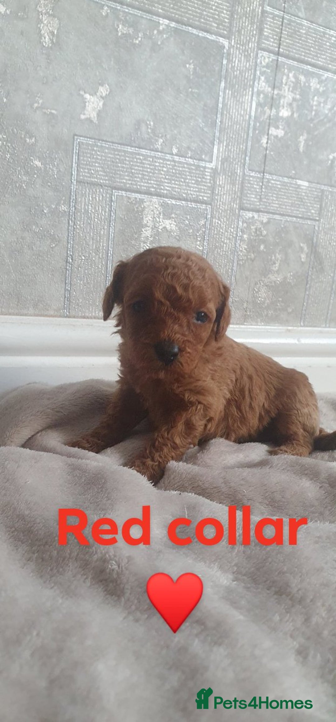 Yorkiepoo dogs for sale: Reduced price as  Last  little girl ready to leave in Barnsley - Image 6