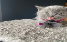 British Shorthair cats for sale: Female pure British shorthair kittens - Image 13