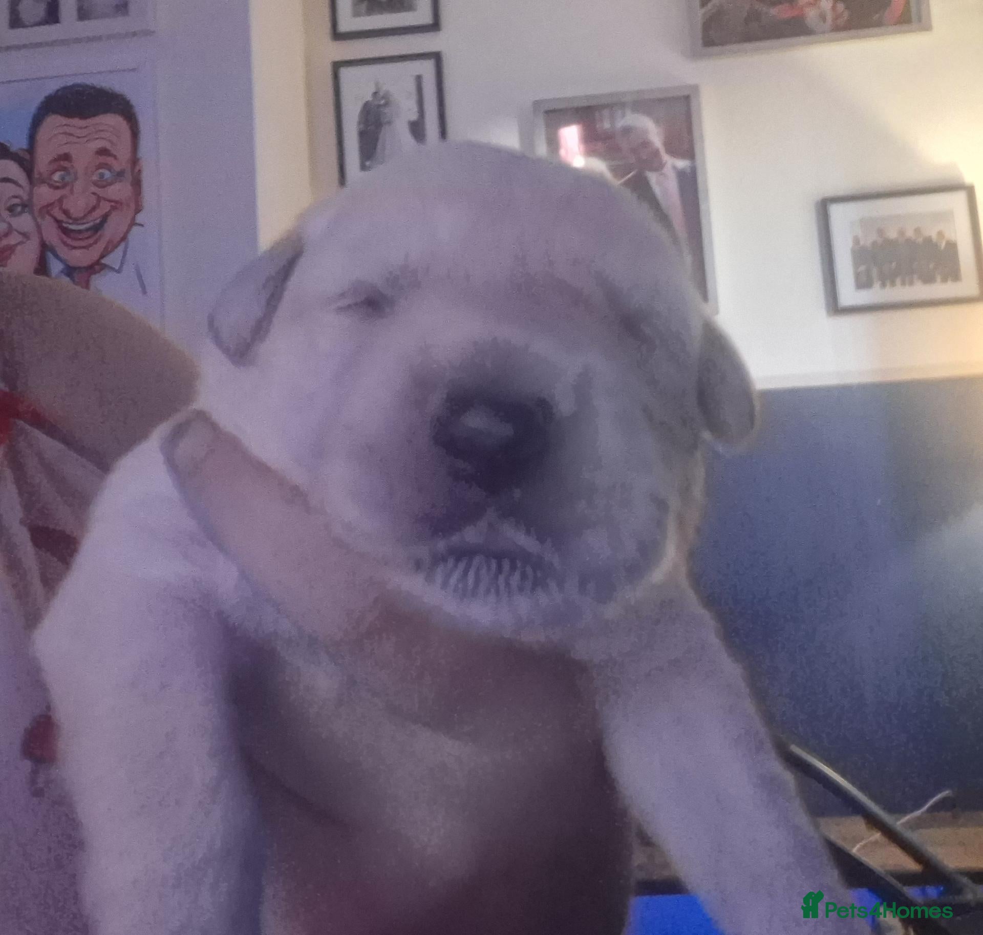 Mixed Breed dogs Gorgeous f1 border retreiver pups - Advert 14