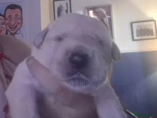 Mixed Breed dogs Gorgeous f1 border retreiver pups - Advert 14