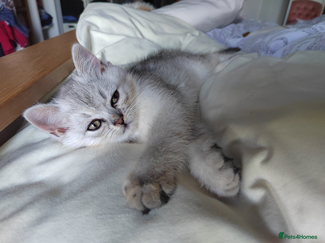 Scottish Fold cats for sale: Scottish Kittens 💜 - Image 21