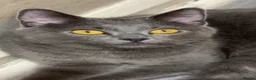 Mixed Breed cats for sale: 1 kitten 2 cats  - Advert 9