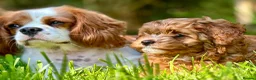 Cavapoo dogs for sale: Stunning red toy’s- Health Tested - KC parents - Advert 1