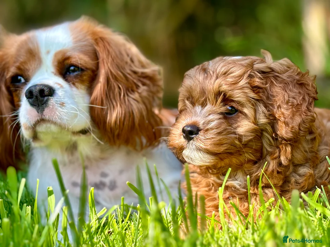 Cavapoo dogs for sale: Stunning red toy’s- Health Tested - KC parents - Advert 1