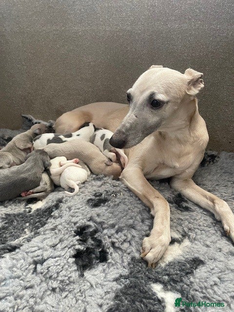 Whippet dogs Whippet Puppies for sale  - Advert 7