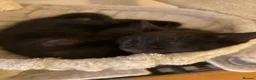 Mixed Breed cats for sale: 3 black kittens (boys) - Advert 6