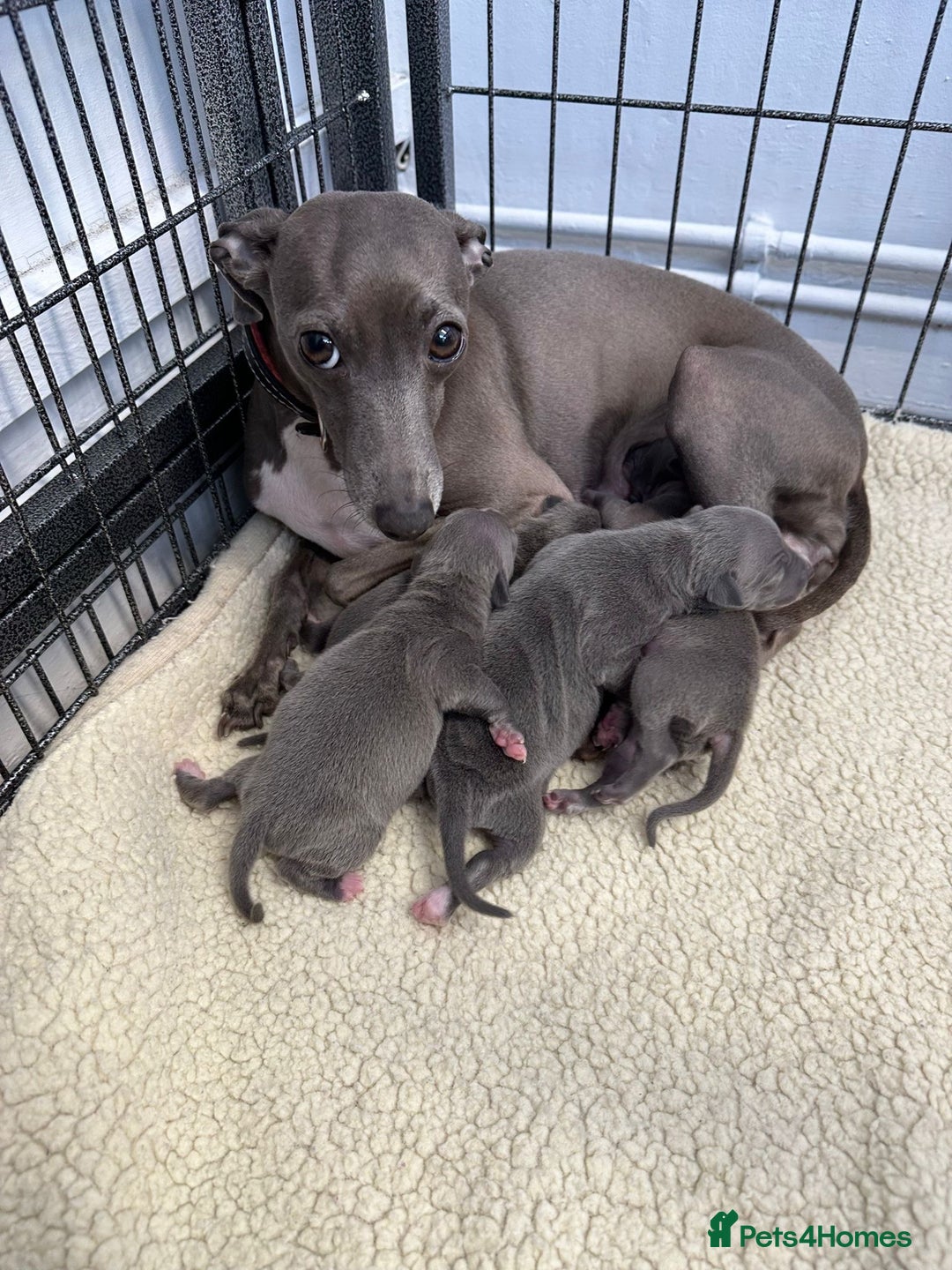 Italian Greyhound dogs for stud: Romeo italian greyhound Russian Import for stud  in Liverpool - Advert 20
