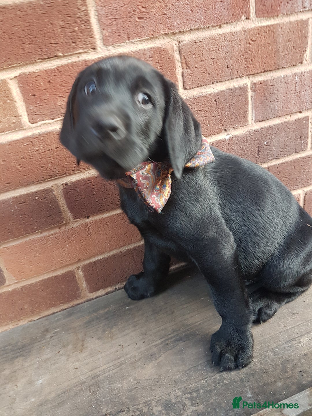 Labrador Retriever dogs for sale: KC Registered Labrador puppies  - Image 33