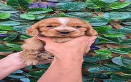 Cocker Spaniel dogs for sale: SUPERB SHOW TYPE COCKER SPANIEL PUPPIES  - Image 7
