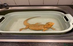 Dragon reptiles for sale: Mia the Beautiful bearded dragon  - Image 22