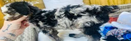 Cavapoo dogs for sale: Stunning little F1B cavapoo boy in Pontypool - Advert 12