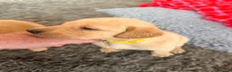 Labrador Retriever dogs for sale: Working fox Red/yellow Labradors - Advert 1