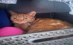 Mixed Breed cats for sale: Loving indoor cat -AMBER- looking for new home - Image 1