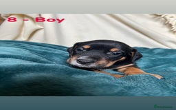Mixed Breed dogs for sale: Old Tyme English Bulldog x Sproodle Puppies - Image 15
