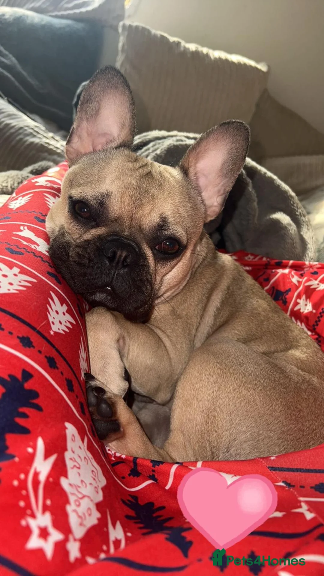 French Bulldog dogs for sale: Kiki Sweet Loving Girl - Advert 3