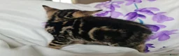 Mixed Breed cats for sale: Adorable & Playful Kittens Raised with Kids  - Advert 25