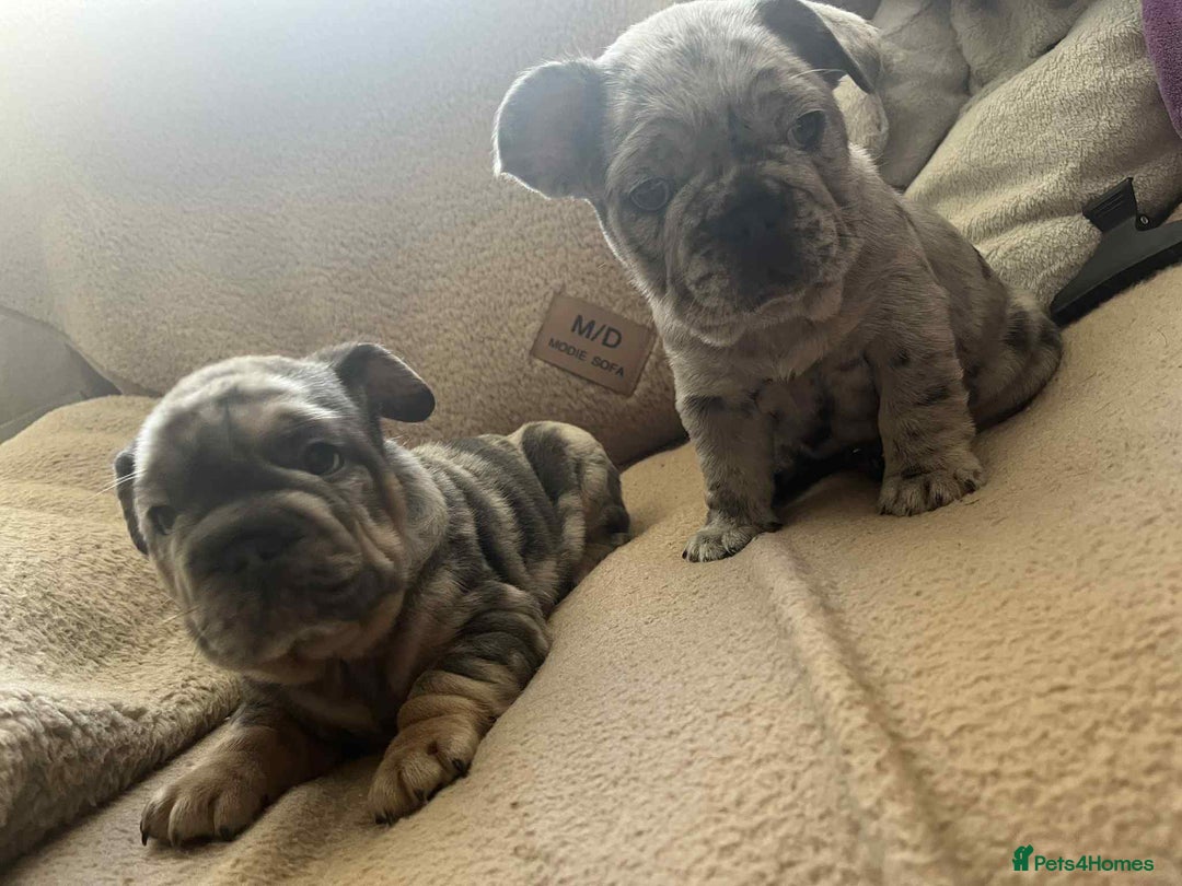 French Bulldog dogs for sale: Only 3 boys left, 5⭐️KC frenchies carrying fluffy  - Image 20