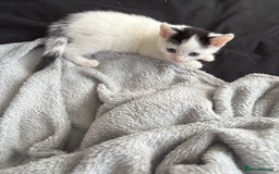Mixed Breed cats for sale: Kitten - Image 2