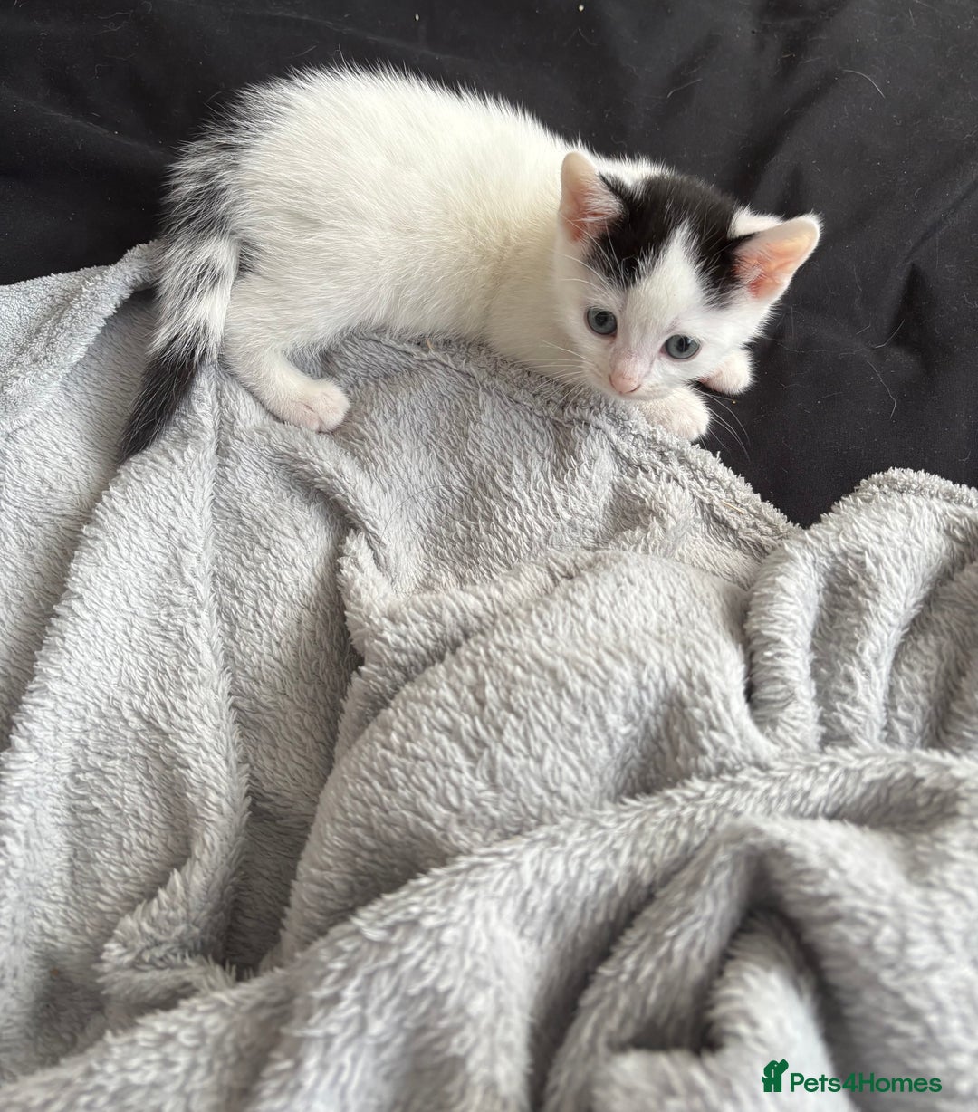 Mixed Breed cats for sale: Kitten - Image 2