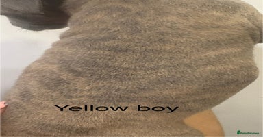 Staffordshire Bull Terrier dogs - Advert 1