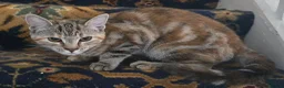 Mixed Breed cats for sale: 6 Month old kitten, female, tabby /ginger - Advert 2