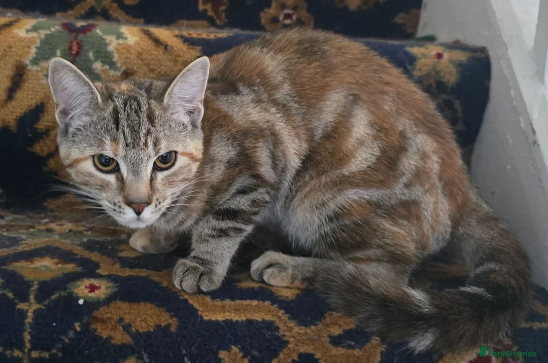 Mixed Breed cats for sale: 6 Month old kitten, female, tabby /ginger - Advert 2