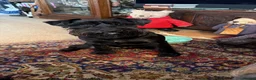 Miniature Schnauzer dogs for sale: Doc The Schnauzer  in Peterborough - Advert 1