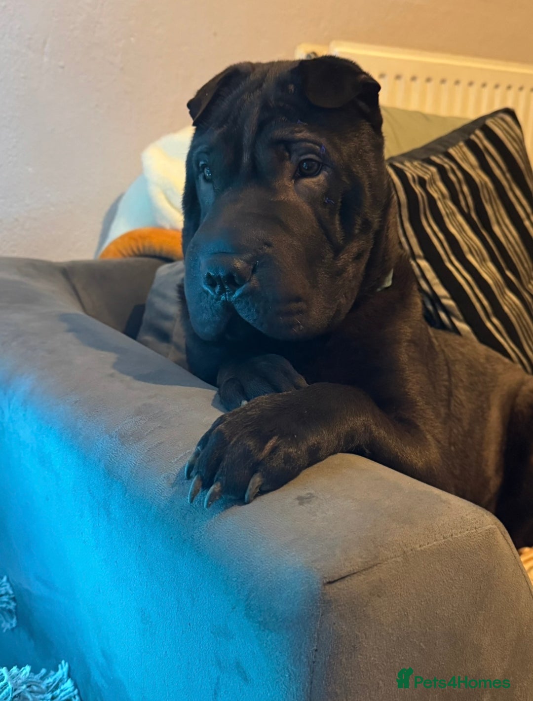 Shar Pei dogs for sale: Rex.  - Advert 2