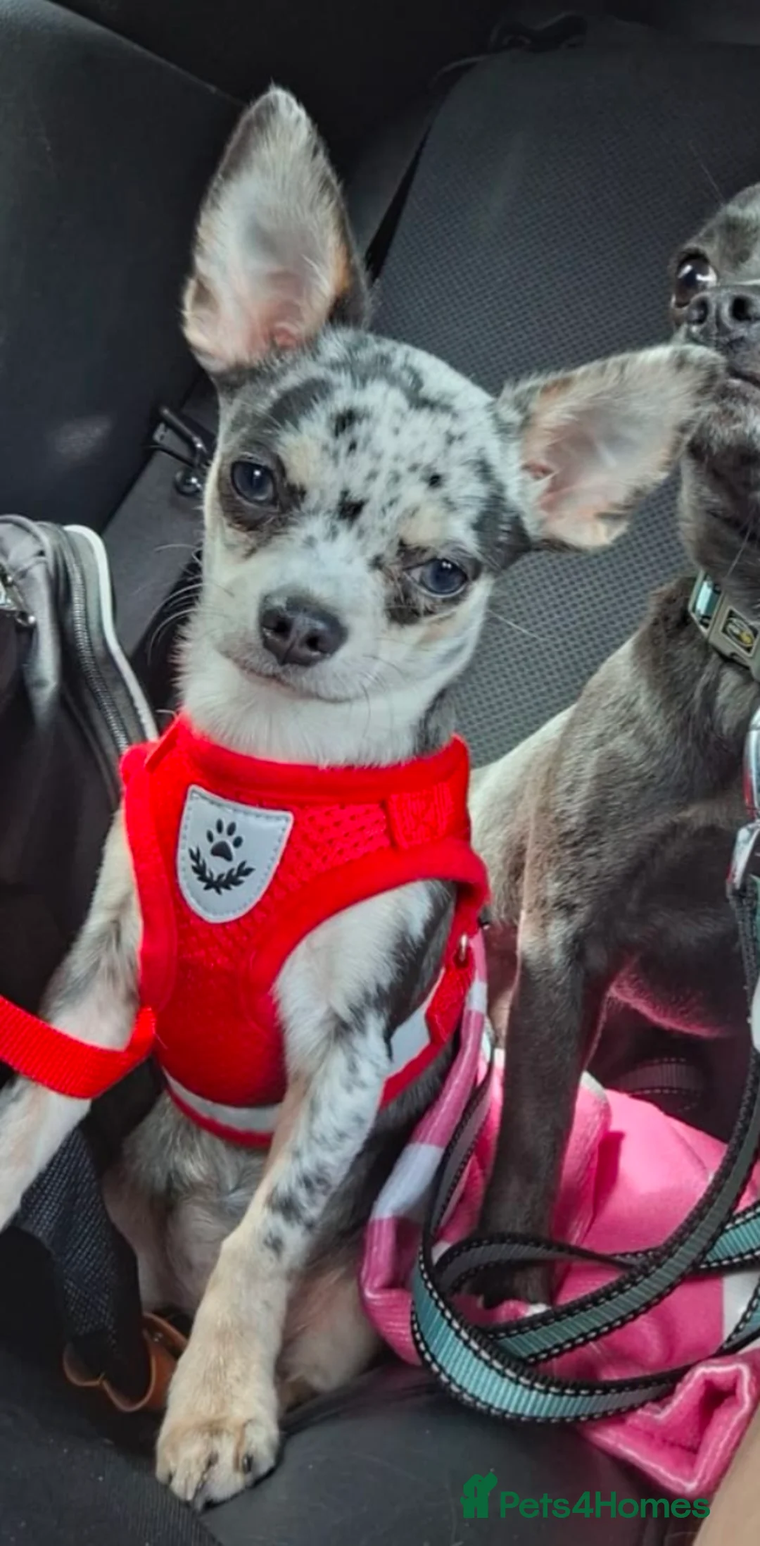 Chihuahua dogs for stud: FREDERICK VON LOVEHUNTER KC Champion heritage Stud in Chorley - Advert 36