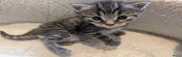 Mixed Breed cats for sale: Maine Coon x British Shorthair - Advert 18