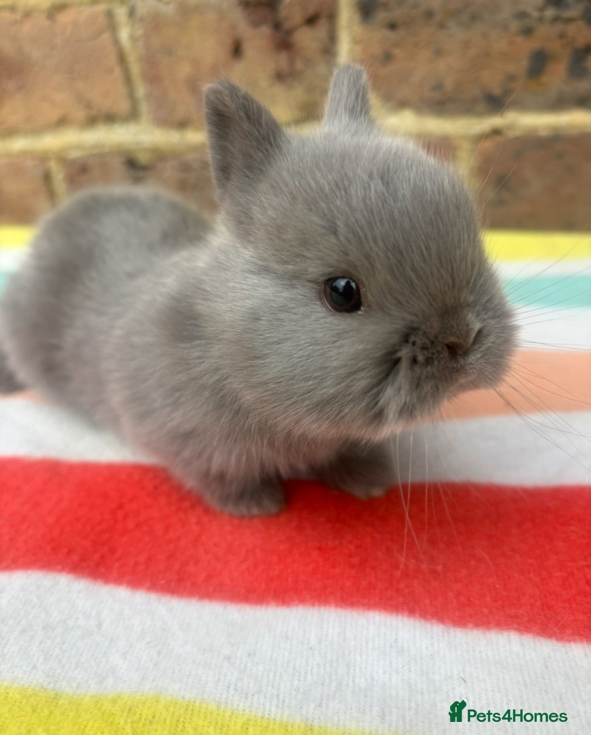 Netherland Dwarf rabbits White, Chocolate & Blue Netherland Dwarf Bunnies  - Advert 5
