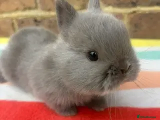 Netherland Dwarf rabbits White, Chocolate & Blue Netherland Dwarf Bunnies - Advert 4