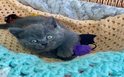 British Shorthair cats for sale: (READY NOW)EXCEPTIONAL PURE BREED BSH - Image 8
