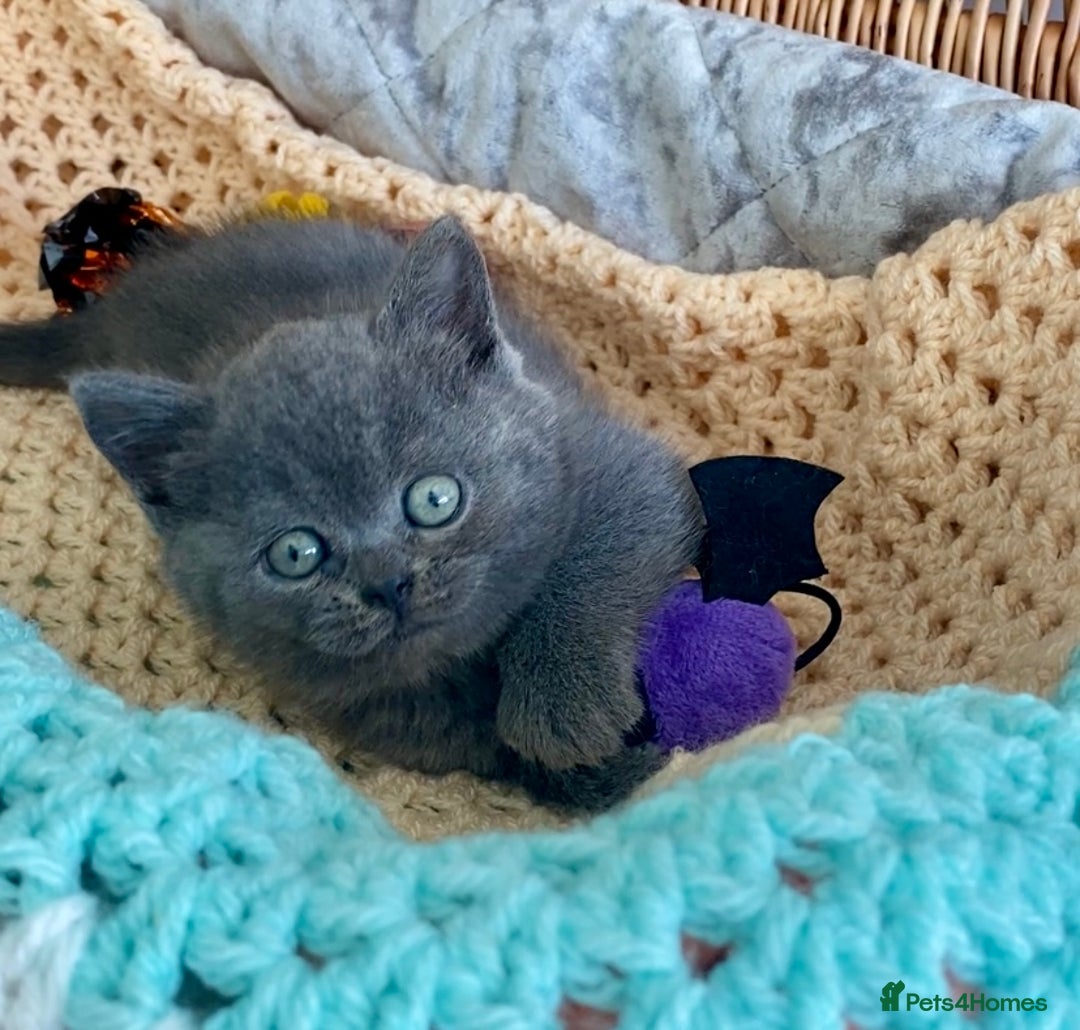 British Shorthair cats for sale: (READY NOW)EXCEPTIONAL PURE BREED BSH - Image 8