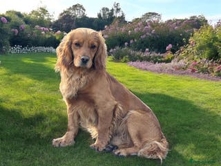 Cocker Spaniel dogs KC WORKING COCKER STUD in Mauchline - Advert 5
