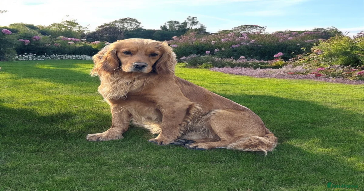 KC WORKING COCKER STUD for stud in Mauchline | Pets4Homes