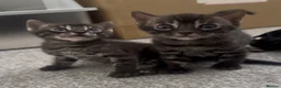 Bengal cats for sale: Exceptional silver girls & blue/ charcoal boys - Advert 24