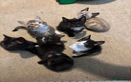 British Shorthair cats for sale: Kittens for sale  - Advert 1