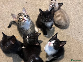 British Shorthair cats Kittens for sale - Advert 3