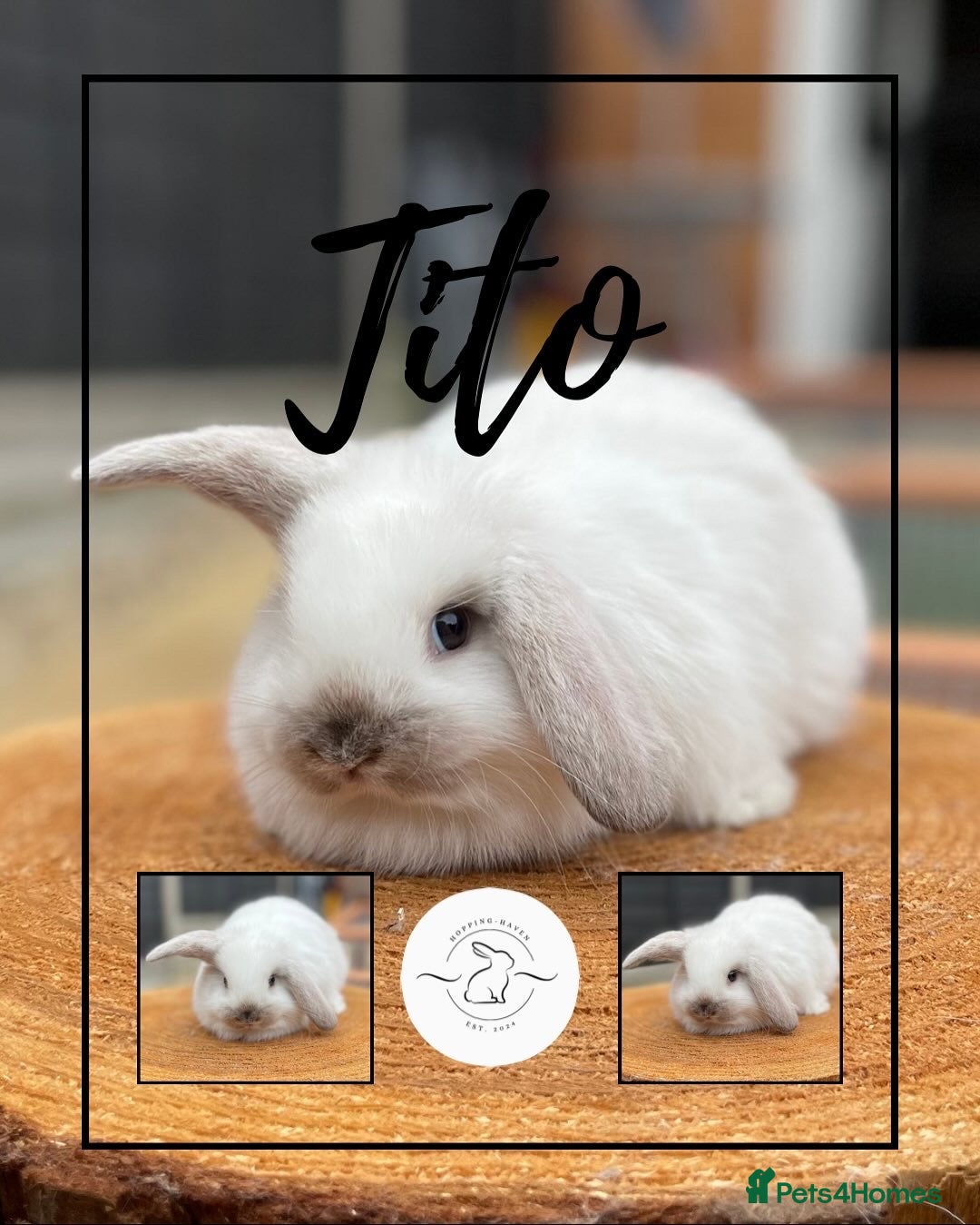 Mini Lop rabbits for sale: Mini lop bunnies looking for forever homes - Image 8