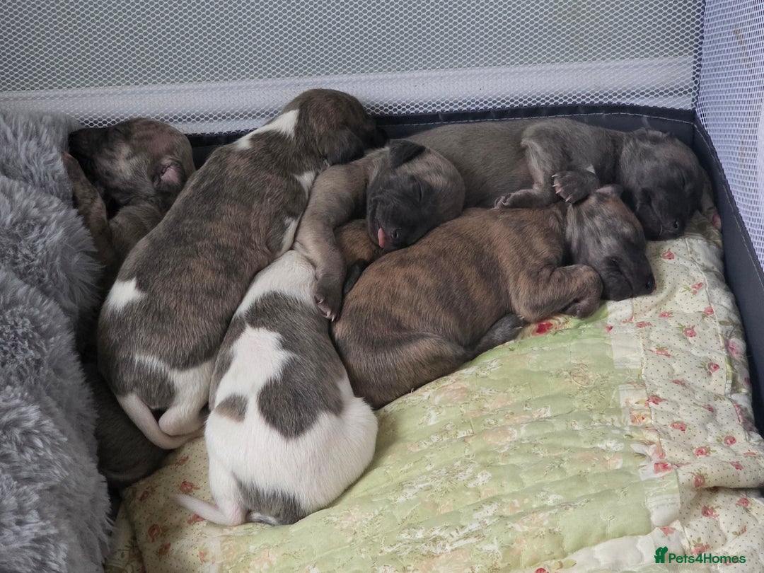 Whippet dogs for sale: Whippet pups for sale - Advert 3