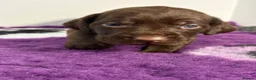 Mixed Breed dogs for sale: READY TO LEAVE! GWP X Labrador puppies - Advert 40