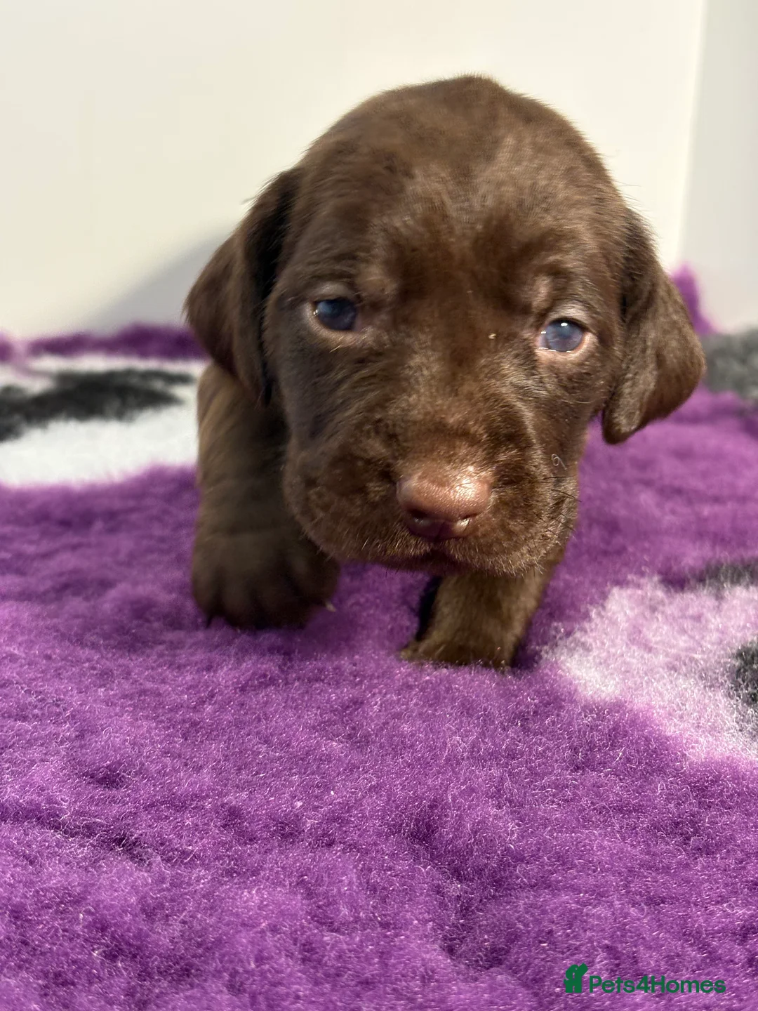 Mixed Breed dogs for sale: READY TO LEAVE! GWP X Labrador puppies - Advert 40